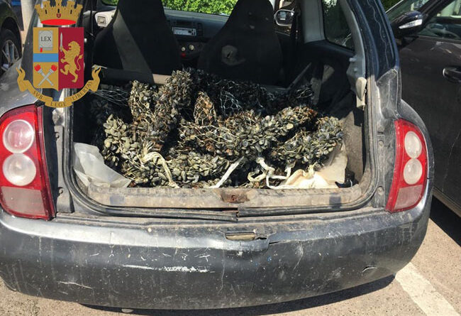 La Polizia di Stato sequestra 60 kg di cozze prelevate dal primo seno del Mar Piccolo￼
