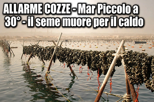 Taranto, il caldo brucia il Mar Piccolo: a rischio il seme delle cozze